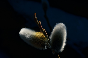 Saule pruineux, Saule noir © Bernard Nicollet - Parc national des Ecrins