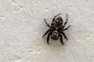 Pseudeuophrys erratica (Walckenaer, 1826) © Marc Corail - Parc national des Ecrins