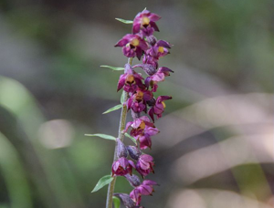 Épipactis rouge sombre, Épipactis brun rouge, Épipactis pourpre noirâtre, Helléborine rouge © Mireille Coulon - Parc national des Ecrins