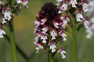 Orchis brûlé © Marc Corail - Parc national des Ecrins