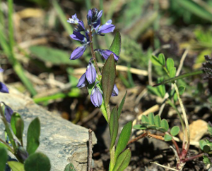 Polygala commun, Polygala vulgaire © Cédric Dentant - Parc national des Ecrins