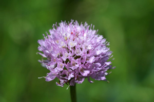 Orchis globuleux © Cédric Dentant - Parc national des Ecrins