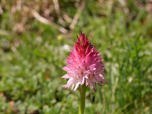 Nigritelle de Cornelia, Nigritelle rose © Marie-Genenviève Nicolas - Parc national des Ecrins