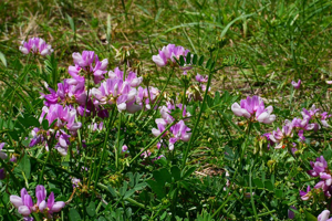 Coronille changeante © Marie-Geneviève Nicolas - Parc national des Ecrins