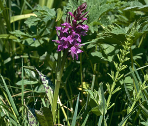 Dactylorhize de mai © Jean-Pierre Nicollet - Parc national des Ecrins