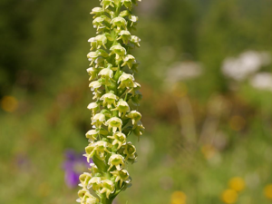Pseudorchis blanc, Orchis blanc © Marie-Geneviève Nicolas - Parc national des Ecrins