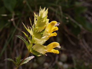 Rhinanthe à grandes fleurs, Rhinanthe à feuilles étroites © Marie-Geneviève Nicolas - Parc national des Ecrins