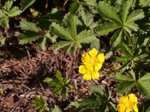 Potentille rampante, Quintefeuille © Marie-Geneviève Nicolas - Parc national des Ecrins
