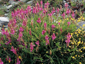 Sainfoin de montagne © Bernard Nicollet - Parc national des Ecrins