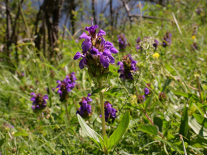 Brunelle à grandes fleurs © Marie-Geneviève Nicolas - Parc national des Ecrins