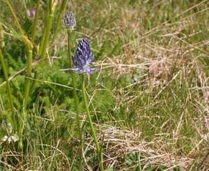 Raiponce de Micheli © Marie-Geneviève Nicolas - Parc national des Ecrins
