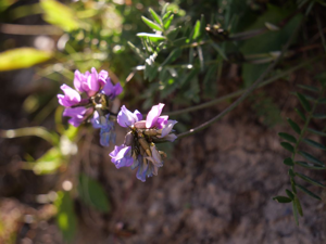 Oxytropis de Laponie © Marie-Geneviève Nicolas - Parc national des Ecrins