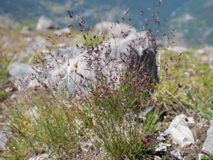 Agrostide des Alpes © Marie-Geneviève Nicolas - Parc national des Ecrins