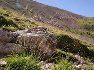 Avoine des montagnes © Marie-Geneviève Nicolas - Parc national des Ecrins