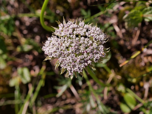 Ligustique naine, Ligustique fausse Mutelline © Marie-Geneviève Nicolas - Parc national des Ecrins