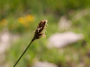 Laîche du mont Rose © Marie-Geneviève Nicolas - Parc national des Ecrins
