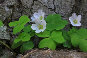 Pain de coucou, Oxalis petite oseille, Surelle, Alleluia © Marc Corail - Parc national des Ecrins