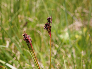 Luzule des Sudètes © Marie-Geneviève Nicolas - Parc national des Ecrins