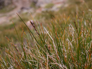 Élyna Queue-de-souris © Marie-Geneviève Nicolas - Parc national des Ecrins