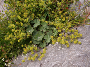 Alchémille brillante © Marie-Geneviève Nicolas - Parc national des Ecrins