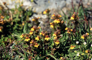 Euphraise naine © Bernard Nicollet - Parc national des Ecrins