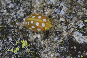 Halyzia sedecimguttata © Marc Corail - Parc National des Ecrins