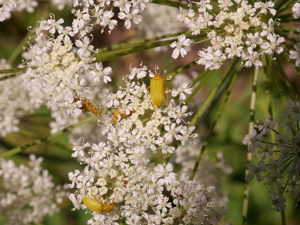 Cteniopus sulphureus © Marie-Geneviève Nicolas - Parc national des Ecrins