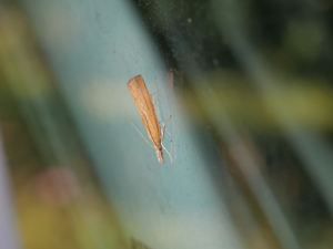 Pediasia luteella © Marie-Geneviève Nicolas - Parc national des Ecrins