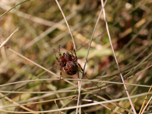 Larinioides patagiatus © Marie-Geneviève Nicolas - Parc national des Ecrins