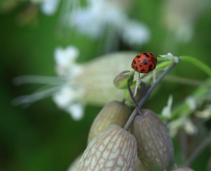 Subcoccinella vigintiquatuorpunctata © Marc Corail - Parc National des Ecrins
