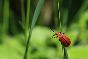 Pyrochroa serraticornis © Marc Corail - Parc National des Ecrins