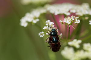 Phyllopertha horticola © Thierry Maillet - Parc national des Ecrins