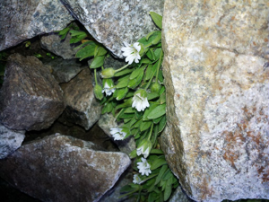 Céraiste à longs pédoncules © Cédric Dentant - Parc national des Ecrins
