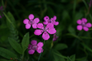 Oeillet couché © Marie-Geneviève Nicolas - Parc national des Ecrins
