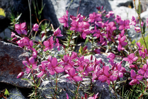 Épilobe de Fleischer © Daniel Roche - Parc national des Ecrins