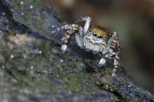Sittisax saxicola © Marc Corail - Parc national des Ecrins