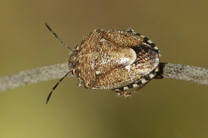 Staria lunata © Marc Corail - Parc national des Ecrins