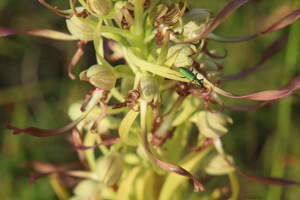 Chrysanthia viridissima © Marc Corail - Parc national des Ecrins