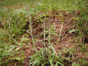 Gnaphale des bois © Marie-Geneviève Nicolas - Parc national des Ecrins