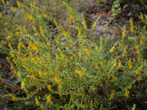 Euphraise jaune © Marie-Geneviève Nicolas - Parc national des Ecrins