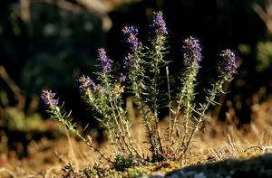 Hysope © Bernard Nicollet - Parc national des Ecrins