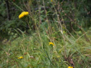 Aster linosyris © Marie-Geneviève Nicolas - Parc national des Ecrins