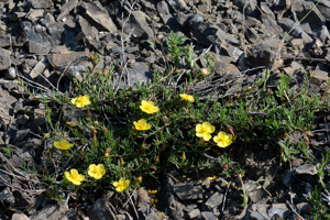 Fumana à tiges retombantes © Bernard Nicollet - Parc national des Ecrins