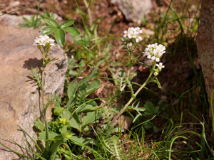 Murbeckielle pennatifide © Marie-Geneviève Nicolas - Parc national des Ecrins