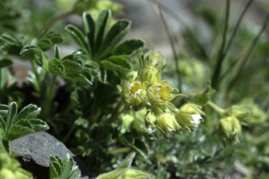 Potentille des neiges © Cédric Dentant - Parc national des Ecrins