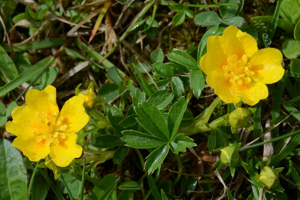 Potentille dorée © Bernard Nicollet - Parc national des Ecrins