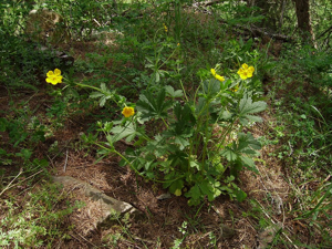 Potentille de Thuringe © Bernard Nicollet - Parc national des Ecrins