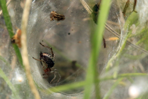 Agélène à labyrinthe © Marc Corail - Parc national des Ecrins