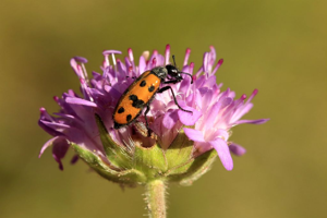 Mylabris connata © Marc Corail - Parc national des Ecrins