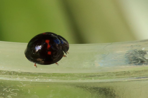 Chilocorus bipustulatus © Marc Corail - Parc national des Ecrins